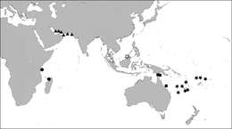 Sivun Scabrilucina melvilli J. D. Taylor & Glover 2013 kuva