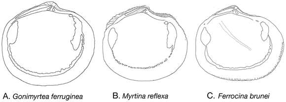 Image of Gonimyrtea Marwick 1929