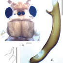 Imagem de Neoperla qingyuanensis Yang, D. & C. Yang 1995