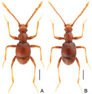 Image of Pengzhongiella daicongchaoi Yin, Zi-Wei & Li-Zhen Li 2013