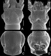 Image of Pengzhongiella daicongchaoi Yin, Zi-Wei & Li-Zhen Li 2013