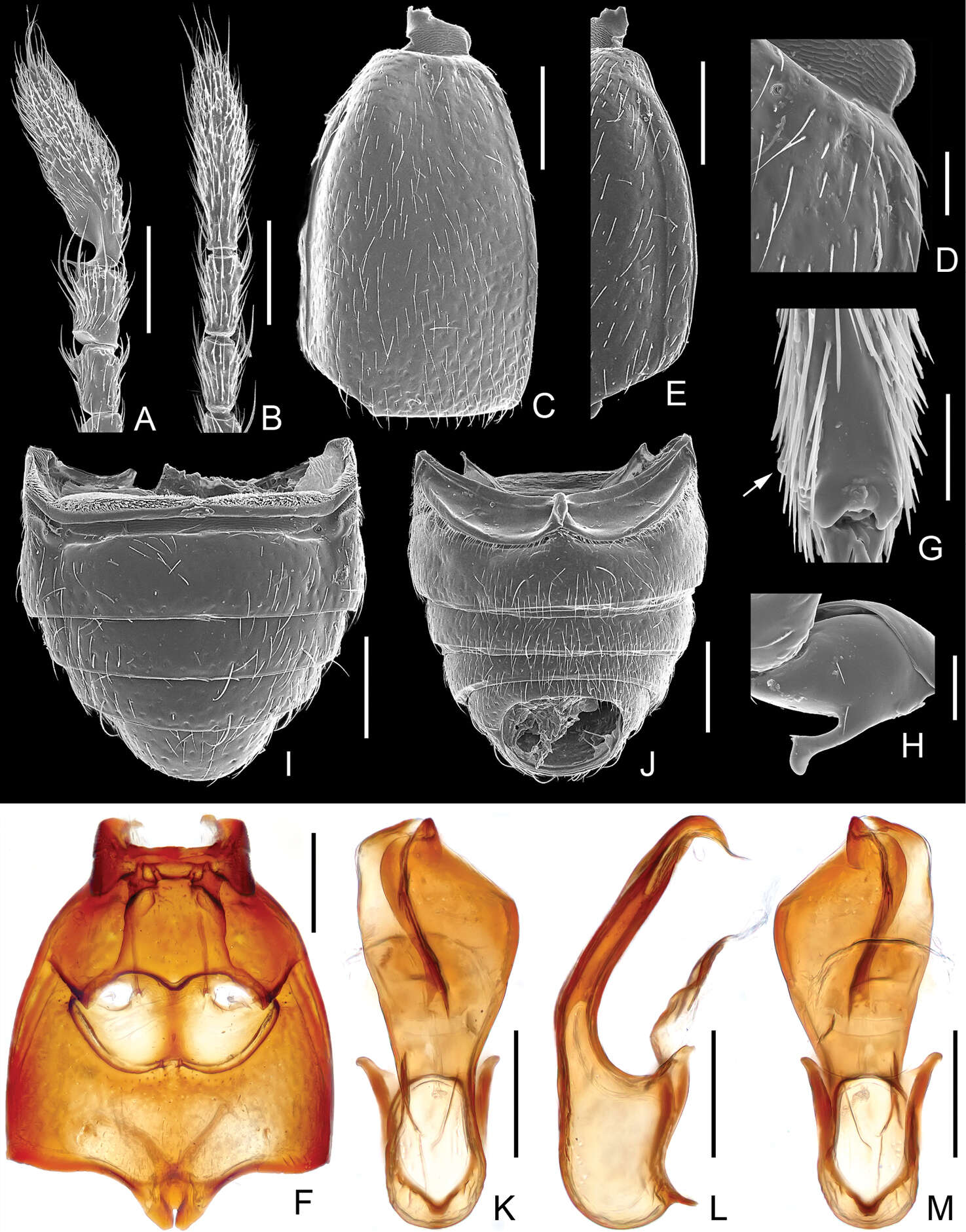 Image of Pengzhongiella daicongchaoi Yin, Zi-Wei & Li-Zhen Li 2013