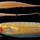 Image of Brachyhypopomus walteri Sullivan, Zuanon & Cox Fernandes 2013