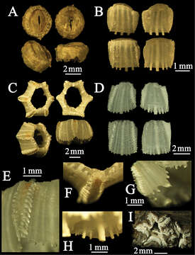 Image of Cylindrolepas Pilsbry 1916