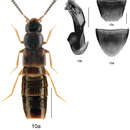 Слика од Dinaraea longipenis Klimaszewski & Webster 2013