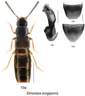 Image of Dinaraea longipenis Klimaszewski & Webster 2013