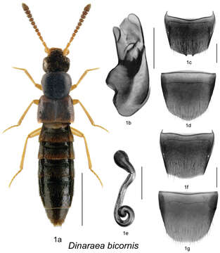 Image of Dinaraea bicornis Klimaszewski & Webster 2013