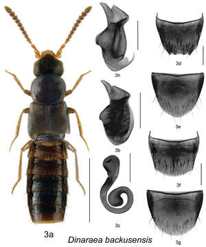 Image of Dinaraea backusensis Klimaszewski & Brunke 2012