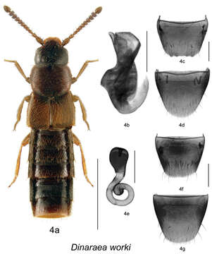 Image de Dinaraea worki Klimaszewski & Jacobs 2013