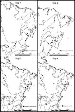 Image de Dinaraea worki Klimaszewski & Jacobs 2013