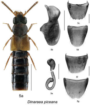 Image of Dinaraea piceana Klimaszewski & Jacobs 2013