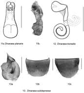 Image of Dinaraea pacei Klimaszewski & Langor 2011