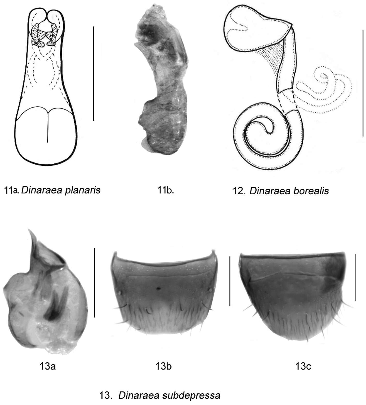 Image of Dinaraea pacei Klimaszewski & Langor 2011