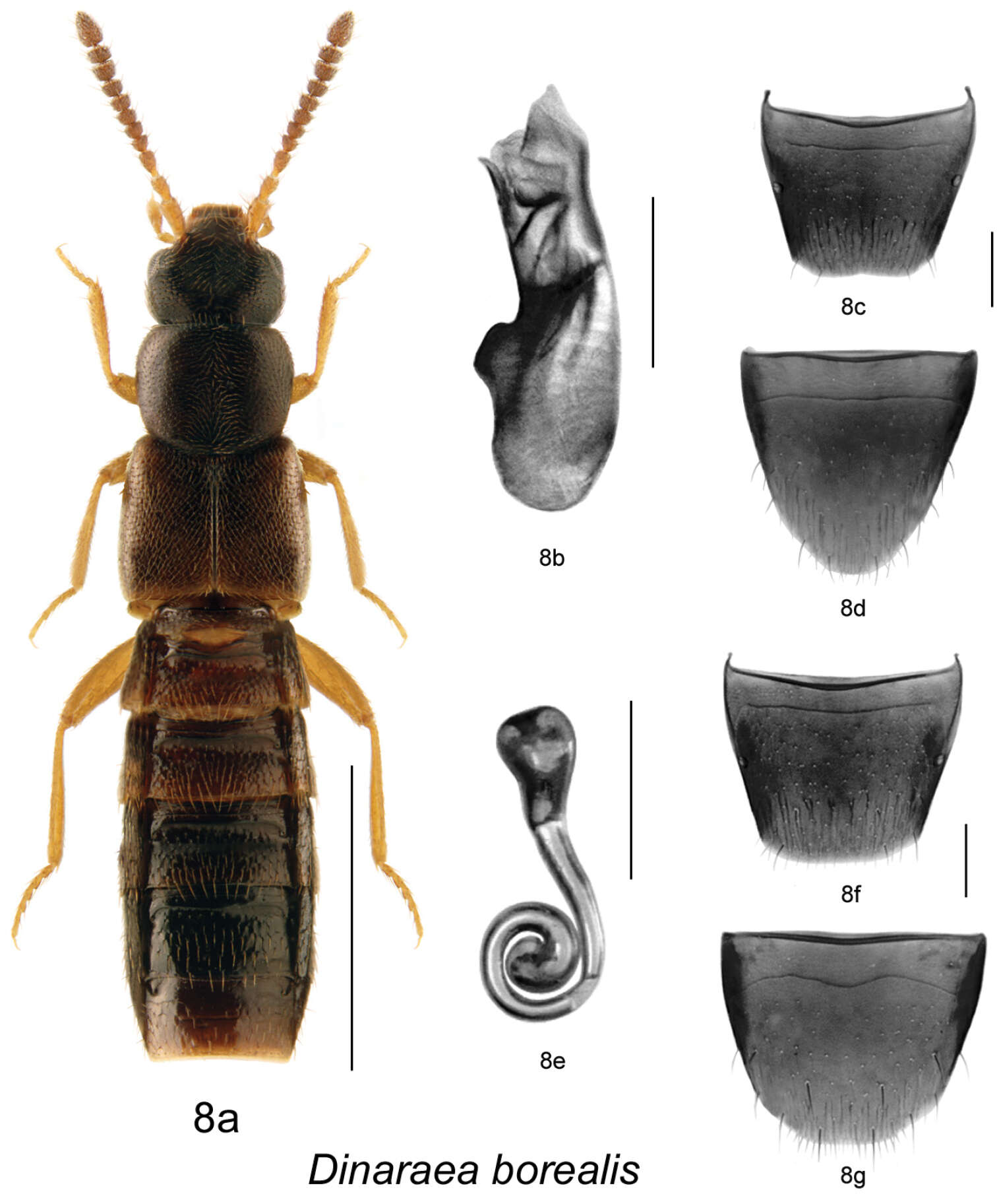 Image of Dinaraea borealis Lohse 1990