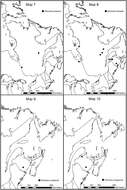 Image of Dinaraea borealis Lohse 1990