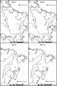 Image de Dinaraea borealis Lohse 1990