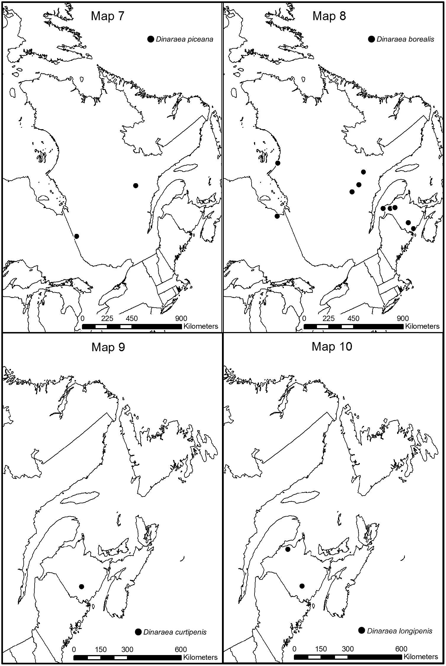 Image of Dinaraea borealis Lohse 1990