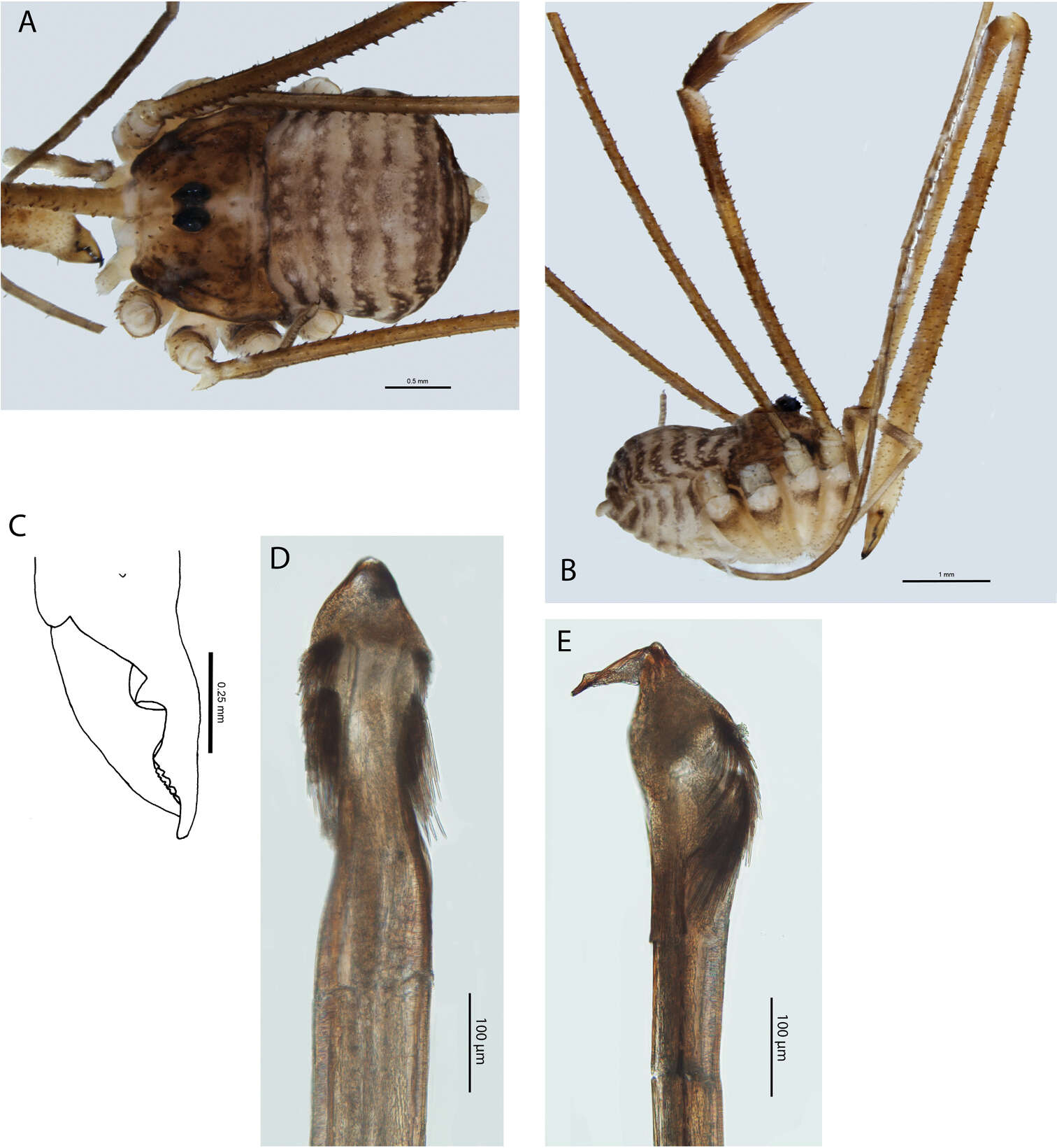 Sivun <i>Megalopsalis minima</i> Kauri 1954 kuva