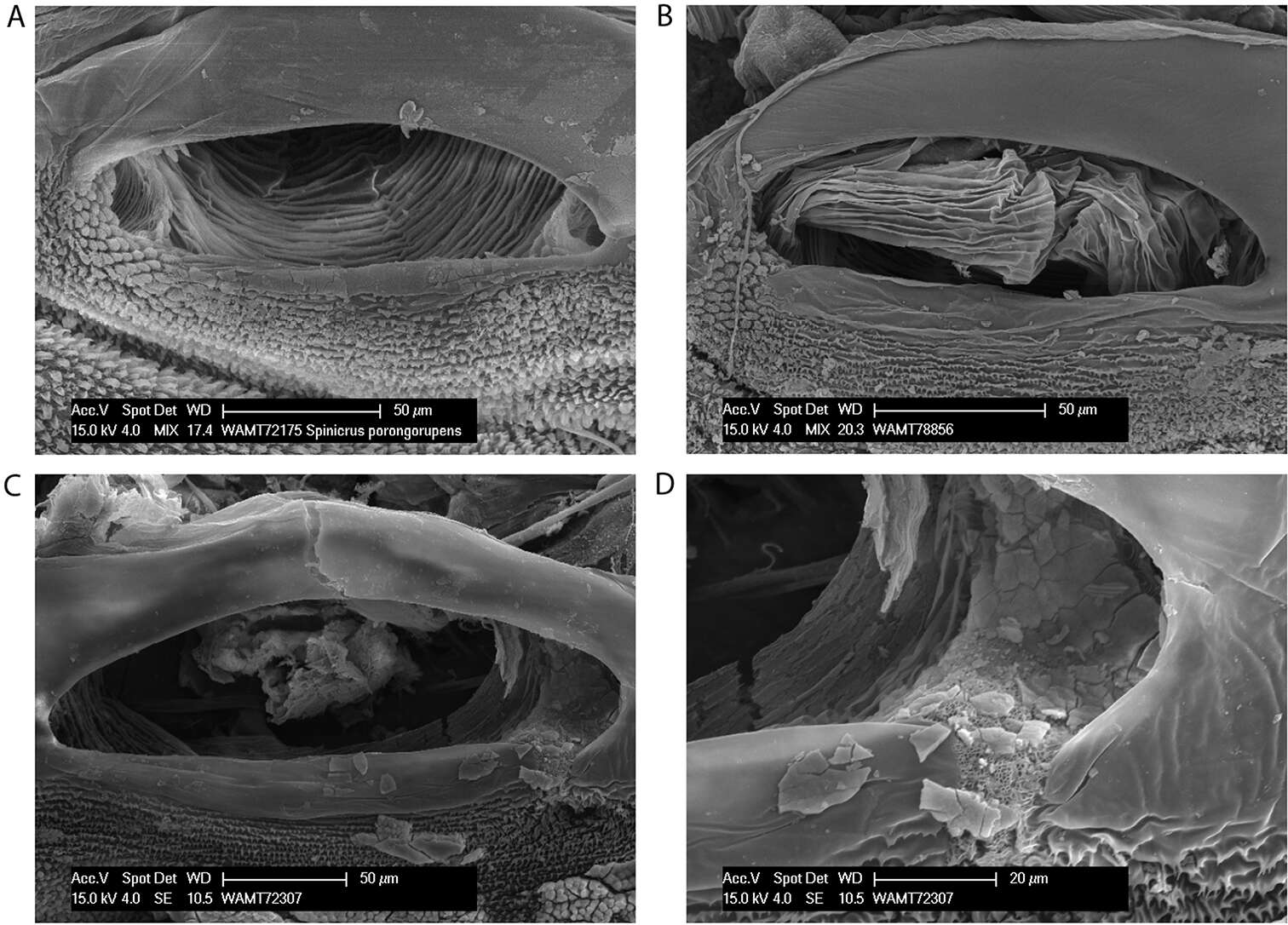 Image of <i>Megalopsalis porongorupensis</i> Kauri 1954