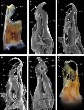 Image of Ommatoiulus crassinigripes Akkari & Enghoff