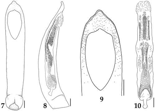 Image of Lyrosoma