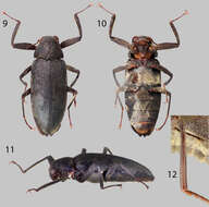 Image of riffle beetles