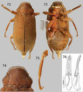 Imagem de Phanocerus Sharp 1882