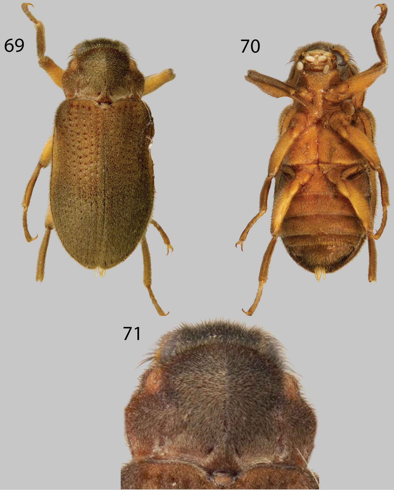 Image of Phanocerus congener Grouvelle 1898