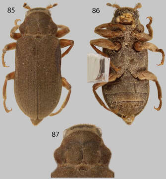 Image of Pharceonus Spangler & Santiago-Fragoso 1992