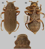 Image of Pharceonus volcanus Spangler & Santiago-Fragoso 1992