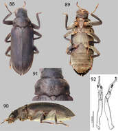 Image of Potamophilops bostrychophallus Maier 2013