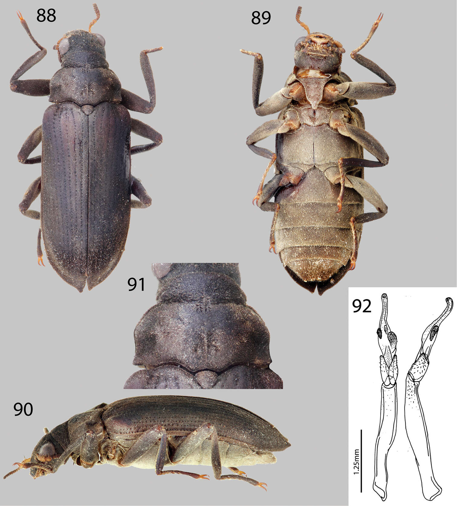 Imagem de Potamophilops bostrychophallus Maier 2013