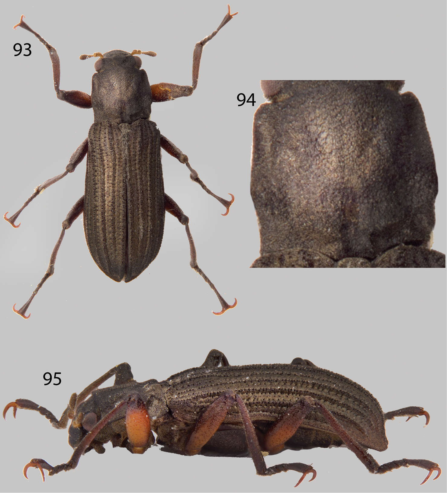 Image of Roraima Kodada & Jäch 1999