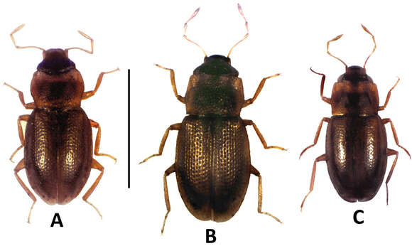 Image of Hydraena (Hydraenopsis) palawanensis Freitag & Jäch 2007