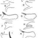 Plancia ëd Pyrgulopsis perforata Hershler, Liu & Bradford 2013