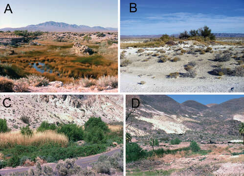 Image of Pyrgulopsis perforata Hershler, Liu & Bradford 2013