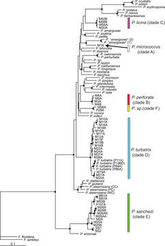 Image of Pyrgulopsis perforata Hershler, Liu & Bradford 2013