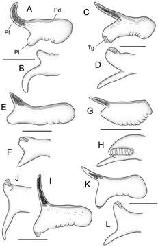 Image of Pyrgulopsis sanchezi Hershler, Liu & Bradford 2013