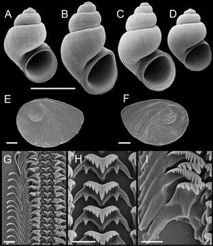 Image of Pyrgulopsis sanchezi Hershler, Liu & Bradford 2013