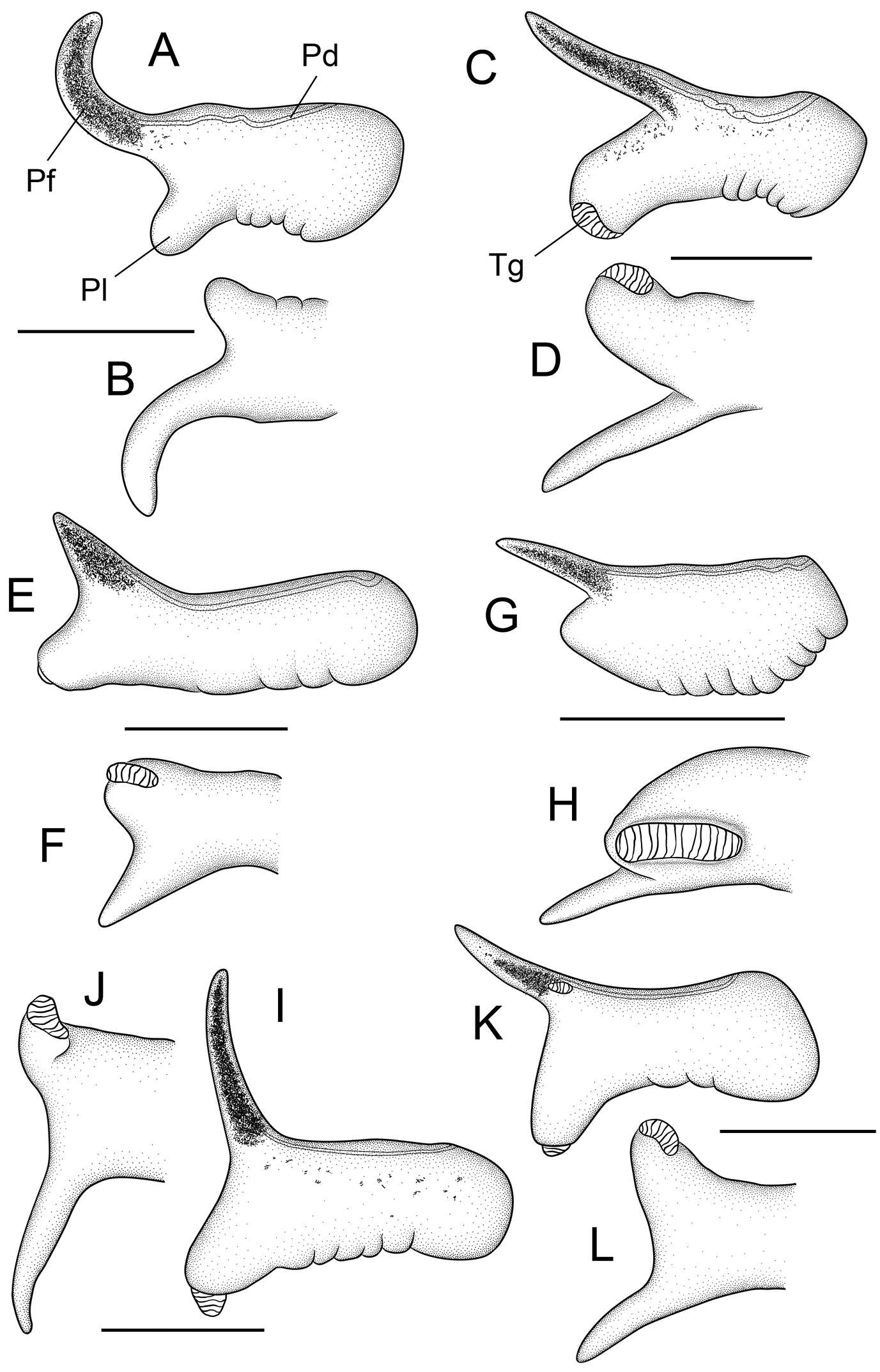 Sivun Hydrobiidae Stimpson 1865 kuva