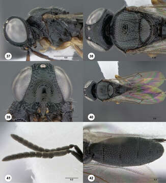 Image of Platygastridae