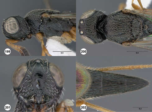 Image of platygastrids