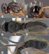 Image of platygastrids