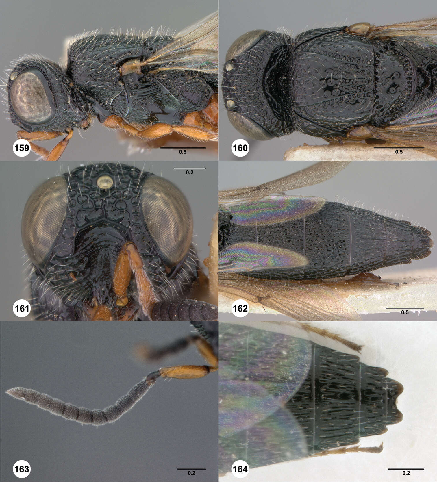 Image of platygastrids