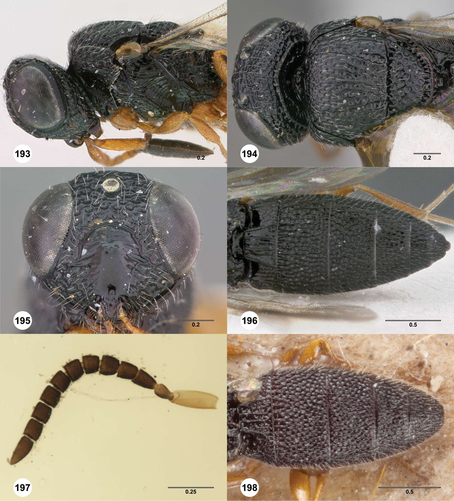 Image of Oxyscelio montanus (Dodd 1913)