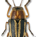 Image of Pachybrachis bivittatus (Say 1824)