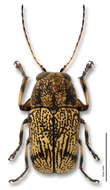 Image of Pachybrachis calcaratus Fall 1915