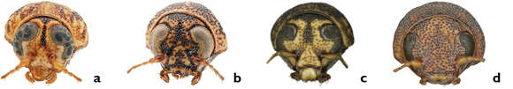 Image of Pachybrachis hepaticus (F. E. Melsheimer 1847)
