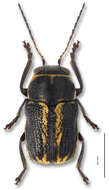 Image of Pachybrachis nigricornis (Say 1824)