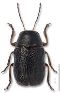 Image of Pachybrachis nigricornis (Say 1824)